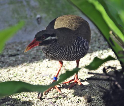 飛べない鳥やんばるくいな