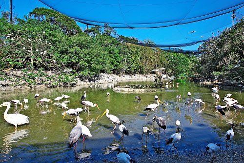巨大な鳥かごネオパーク、ここにUSJができるという噂があった