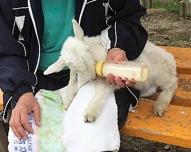 大石公園でミルクを飲む子ヤギ