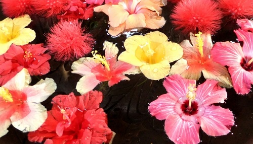 夏の沖縄は花天国!愛でて楽しもう沖縄の花たち