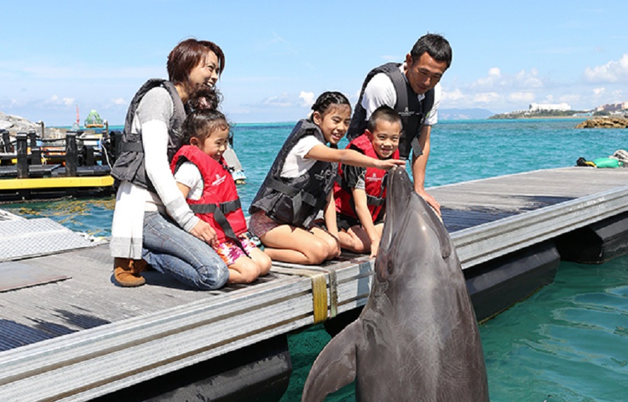 沖縄のホテルで子連れ旅行に人気！イルカと触れ合えるのが楽しい。