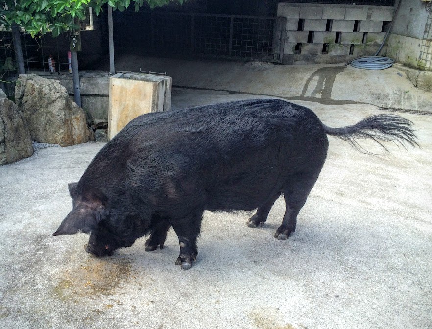 名護の アグー村 アグー豚のうまさの秘密は 沖縄リピート