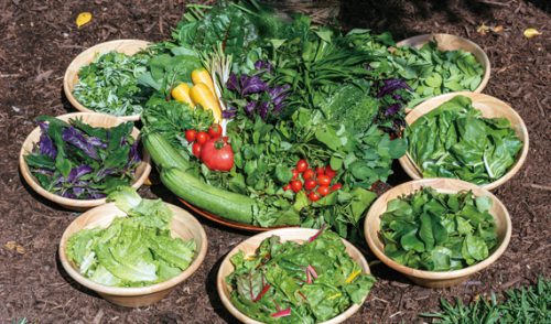 55種類の島野菜、薬草が食べ放題、名護「美ら島キッチン」