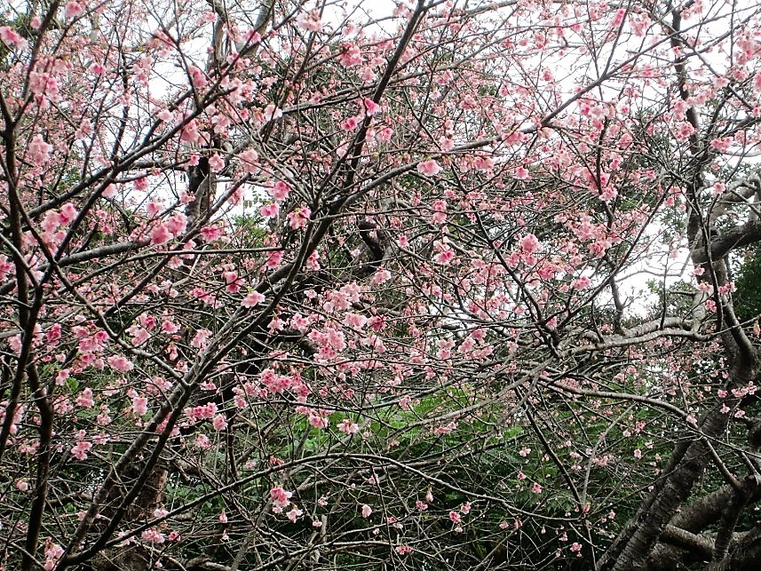 日本一早い「本部八重岳桜まつり」はドライブしながら花見！
