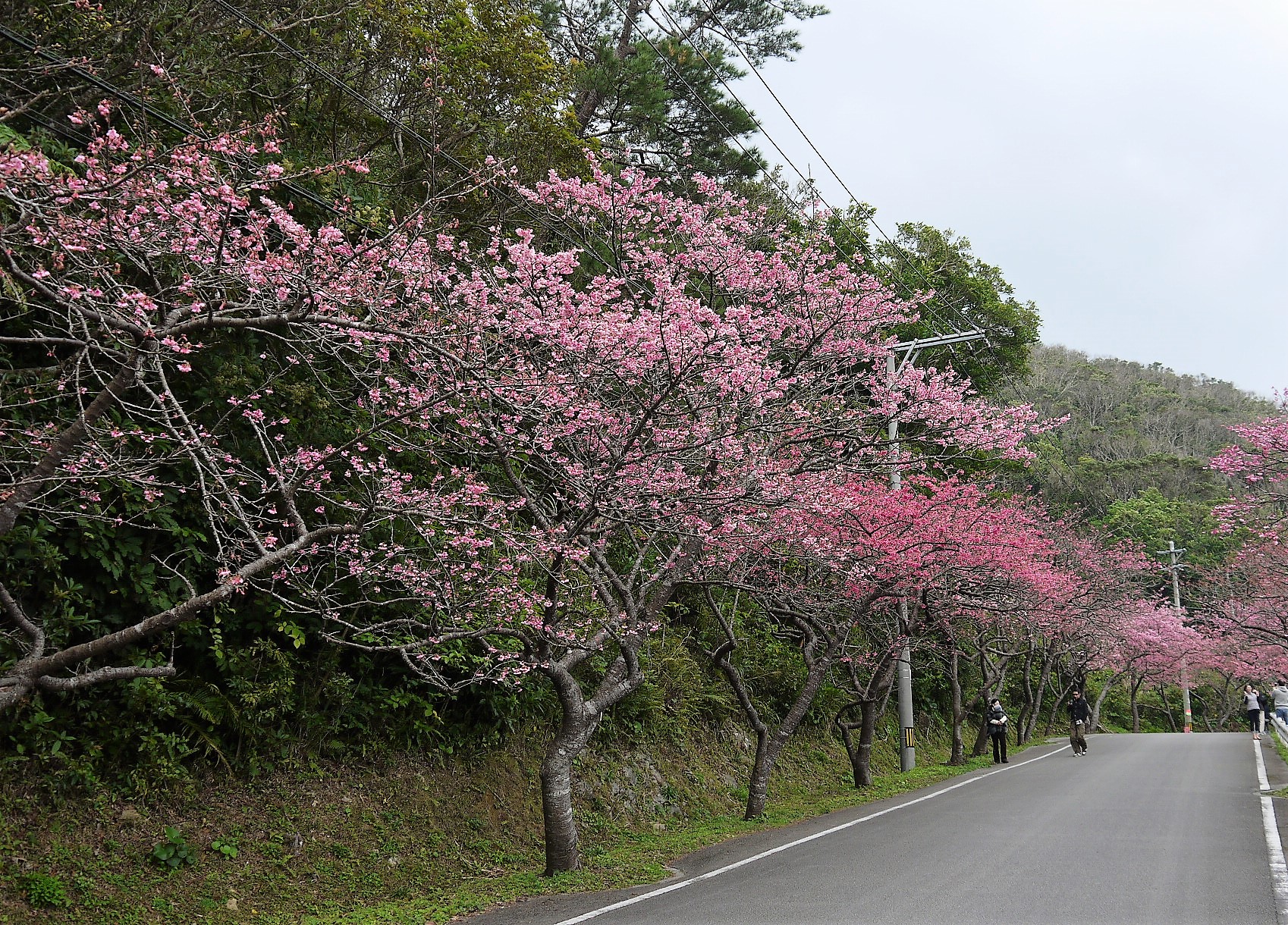 日本一早い「本部八重岳桜まつり」はドライブしながら花見！