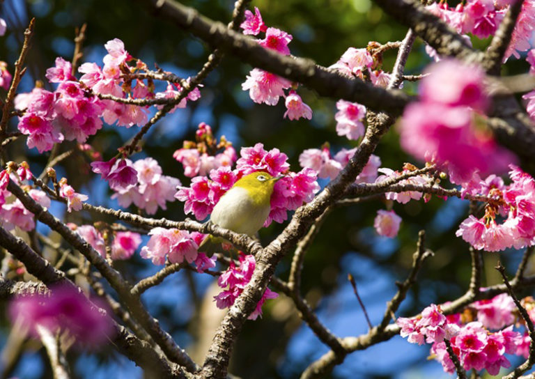沖縄の桜は1月下旬から咲き始める「名護さくら祭り2022」