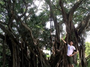 マングローブツアーで見られる幸せを運ぶ木「ガジュマル」