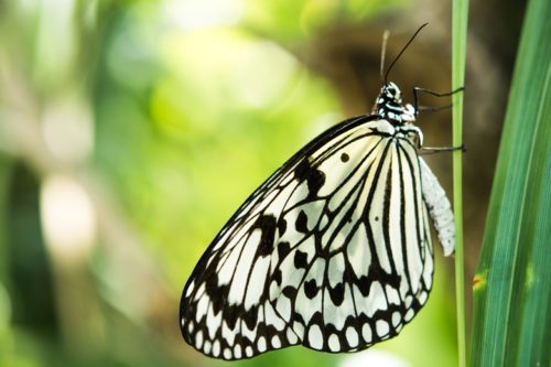 「オオゴマダラ」が平和祈念公園に舞う！沖縄だけに生息する蝶