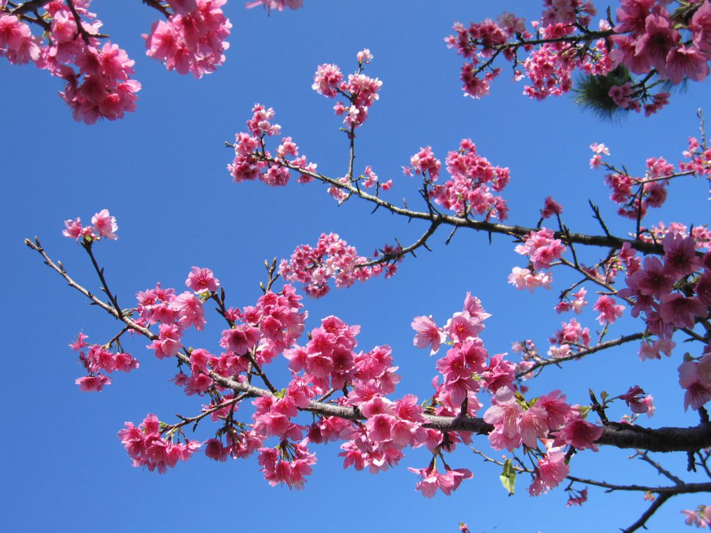 沖縄サクラ。沖縄の桜は日本一早い、さくら祭り