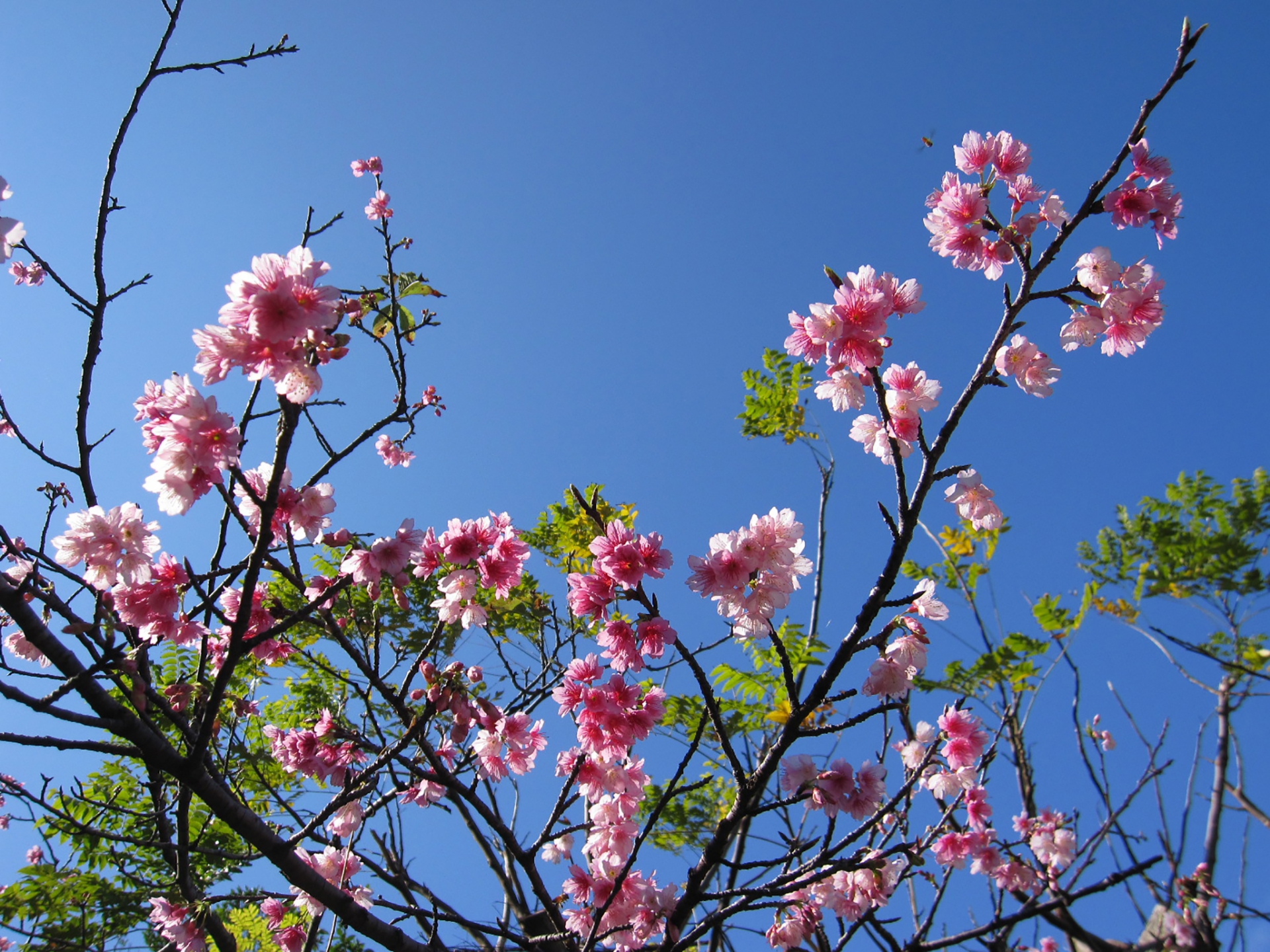 沖縄の桜は日本一早い 22年沖縄桜まつりは 開花状況は 沖縄リピート