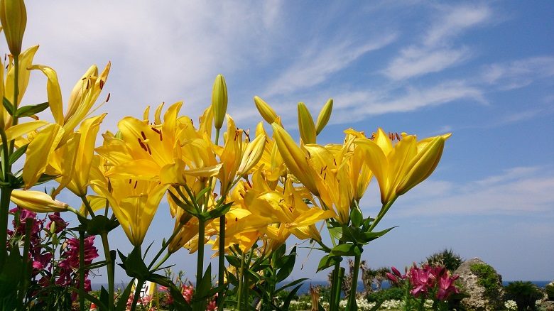 第23回 伊江島ゆり祭り へ100万輪のユリを観に行こう 沖縄リピート