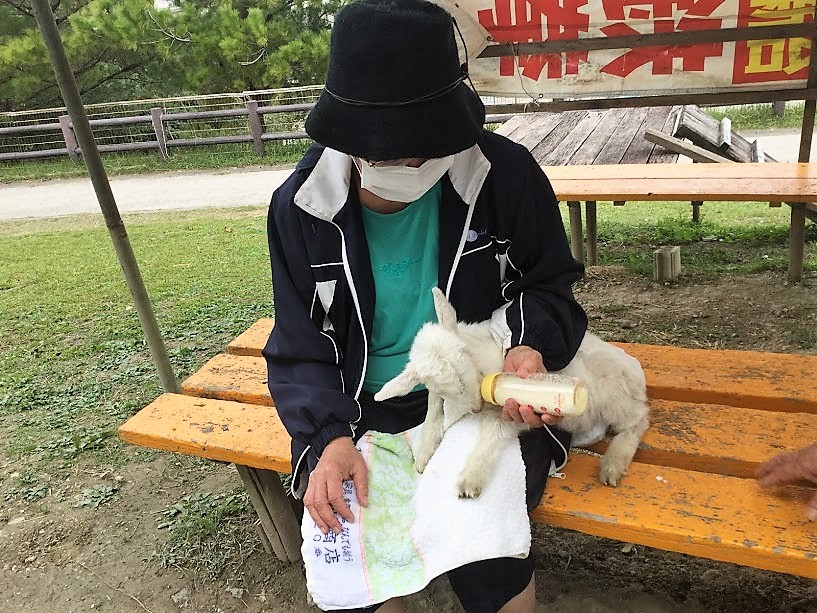 ヤギのいる那覇市識名の大石公園に火野正平登場！