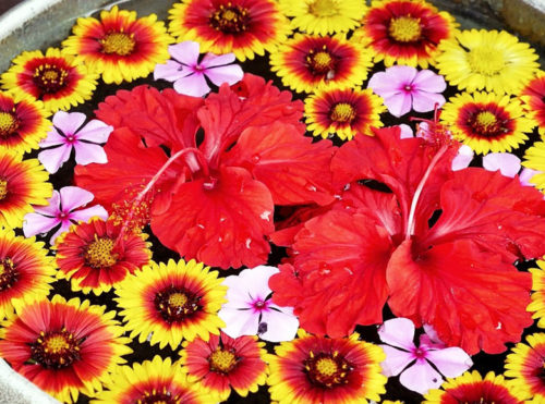 春～夏の沖縄は花天国！愛でて楽しもう沖縄の花たち♪
