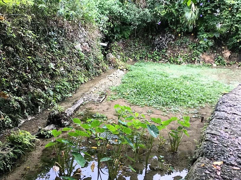 沖縄南部の隠れたパワースポット「垣花樋川（カキノハナヒージャー）