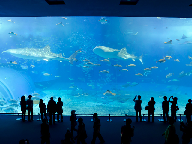美ら海水族館が夏休み限定で夜も営業 料金は 沖縄リピート
