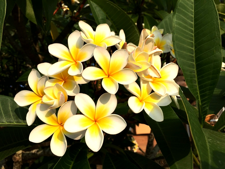 春 夏の沖縄は花天国 愛でて楽しもう沖縄の花たち 沖縄リピート
