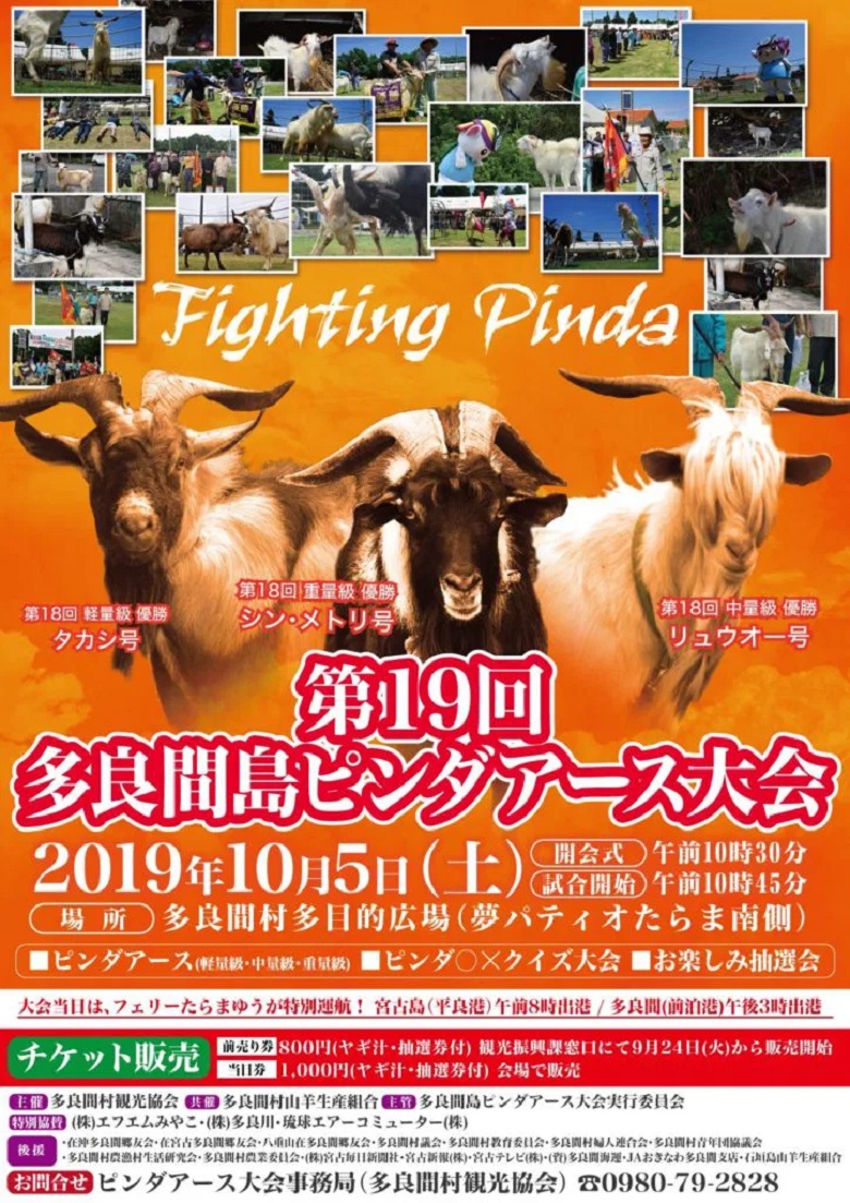 沖縄の秋祭り2019多良間島のヤギの闘い