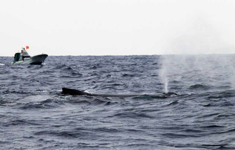クジラを見るなら沖縄！ホエールウォッチングは遭遇率98％！