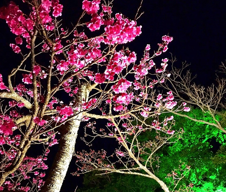 沖縄の桜は日本一早い 21年沖縄桜まつりは 開花状況は 沖縄リピート