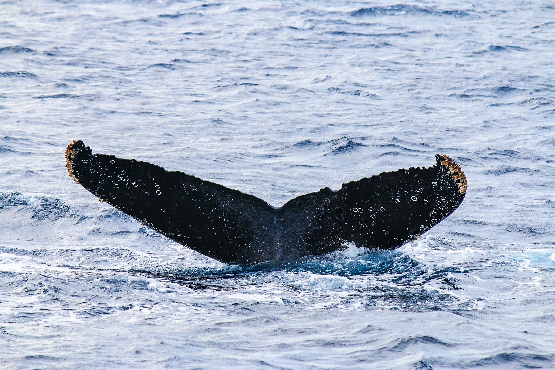 沖縄でクジラを見よう！ホエールウォッチングは遭遇率98％！