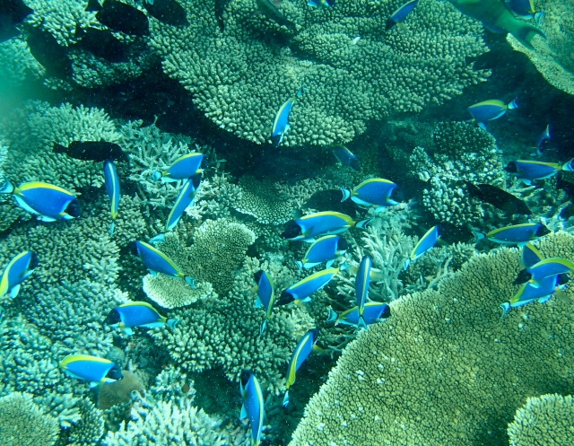 沖縄の海の中 をいつでも楽しめる 海中展望施設7選 沖縄リピート