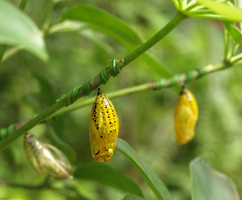 沖縄県の県蝶「オオゴマダラ」の黄金に輝くサナギ