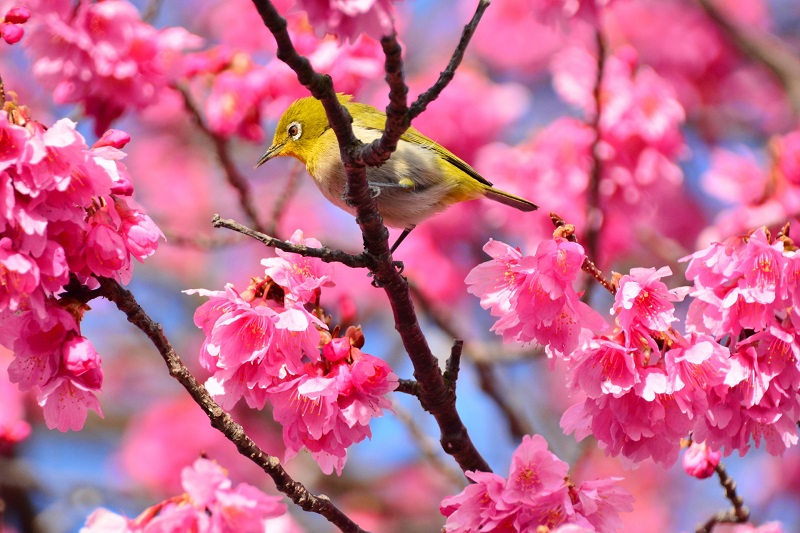 さくらまつりは那覇でも開催！沖縄の桜にまつわる謎とは？