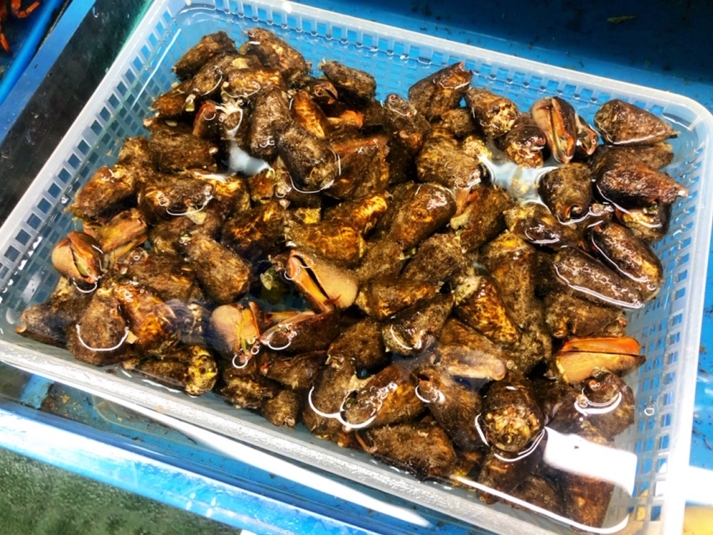 ティラジャー コマ貝 を沖縄で潮干狩り 酒の肴にピッタリ 沖縄リピート
