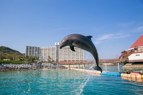 沖縄家族旅行で利用したい動物と触れ合えるホテル5選