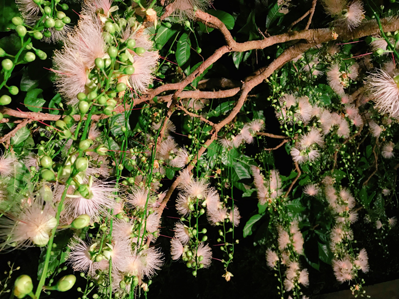 サガリバナ は那覇でも見られる 夜に咲いて明け方に散る幻想的な花 沖縄リピート