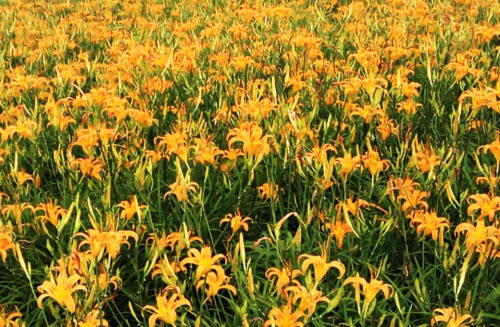 沖縄のクワンソウは眠り草！オレンジ色の綺麗な花が咲く！