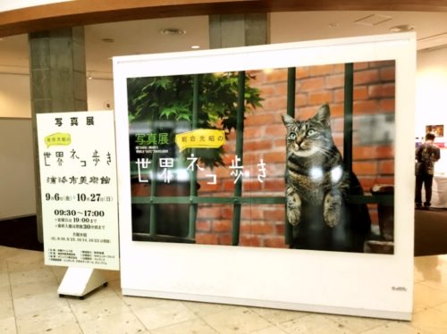 浦添市美術館でネコの写真展「岩合光昭の世界ネコ歩き」