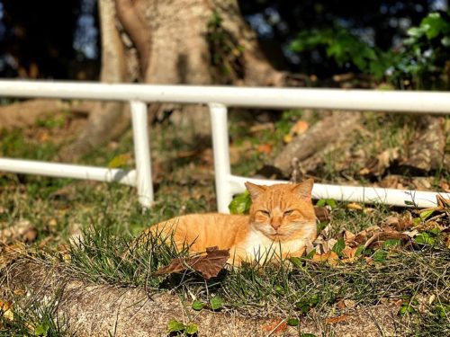 猫好きにはたまらない那覇のにゃんこスポット「希望ヶ丘公園」