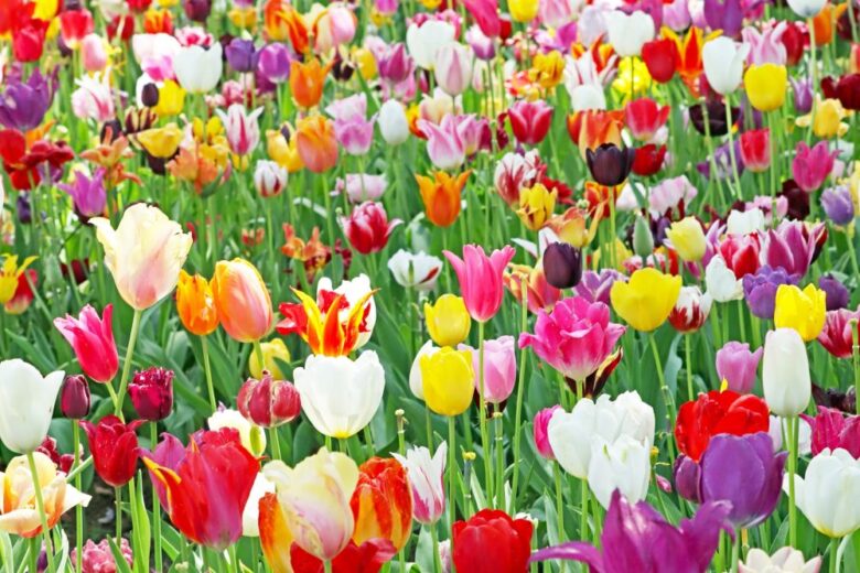 春の沖縄は花盛り！１月～４月の花まつりイベント５選