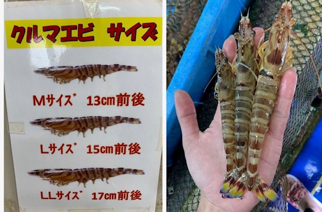 久米島の車エビのサイズ違いを比べる