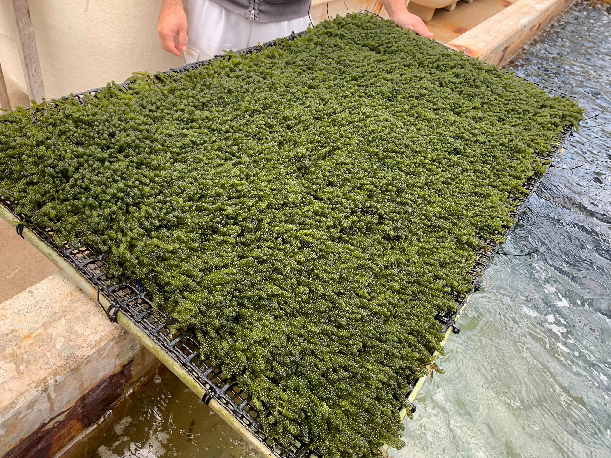 久米島のプチプチ海ぶどう養殖場見学と摘み取り体験 沖縄リピート