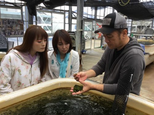 久米島のプチプチ海ぶどう養殖場見学と摘み取り体験