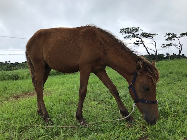 小浜島の馬