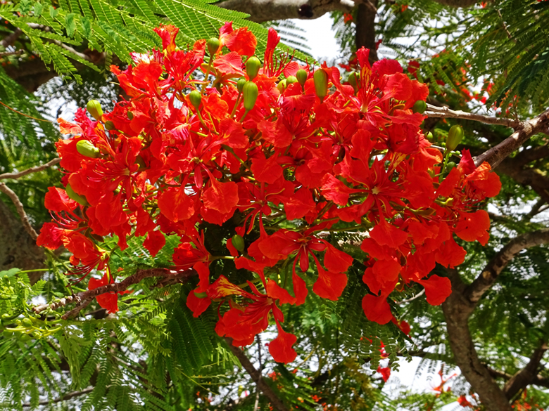 全問正解したら沖縄病確定 沖縄でよく見かける この花の名前は 沖縄リピート