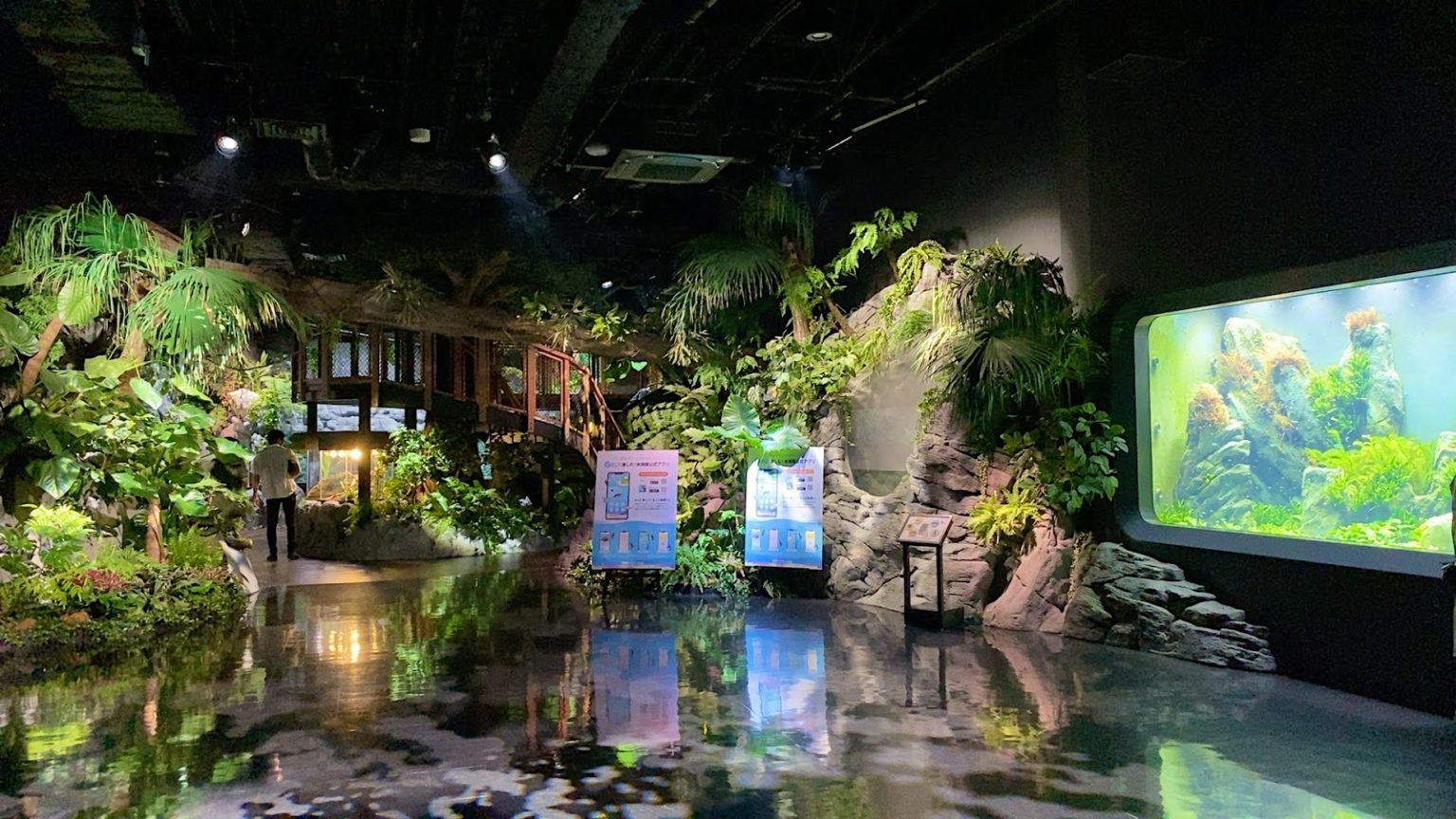 新しい観賞魚を自宅の水族館に慣らす方法