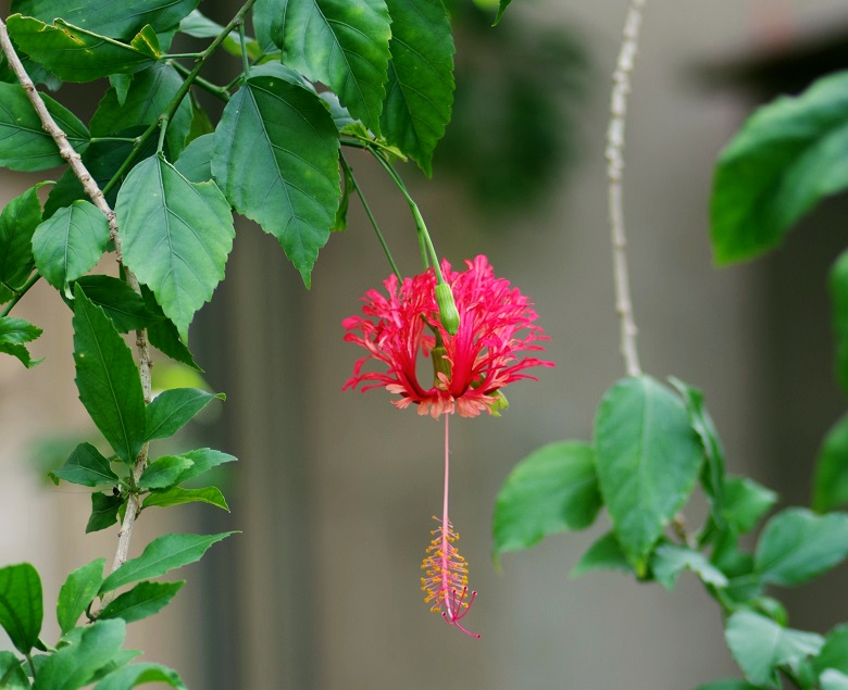 沖縄クイズ 沖縄でよく見かける この花の名前は 全問正解したら沖縄病確定 沖縄リピート