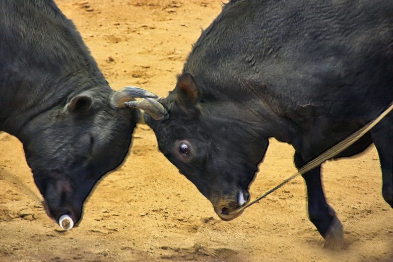 沖縄の闘牛