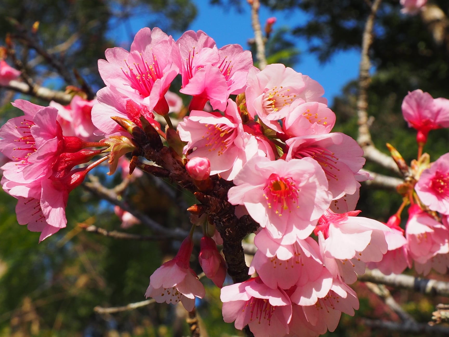 沖縄の桜は日本一早い 21年沖縄桜まつりは 開花状況は 沖縄リピート