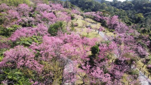 八重岳 沖縄リピート