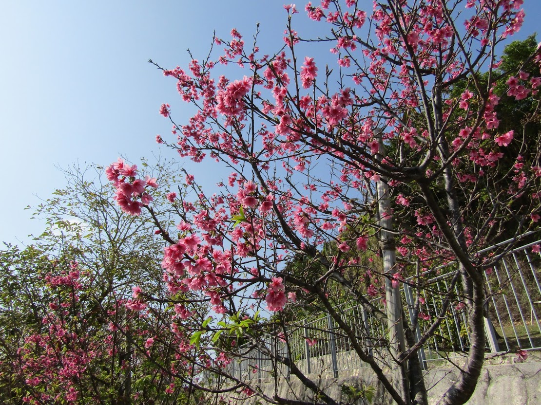 21年沖縄の 桜 ひまわり コスモス 開花状況 沖縄リピート