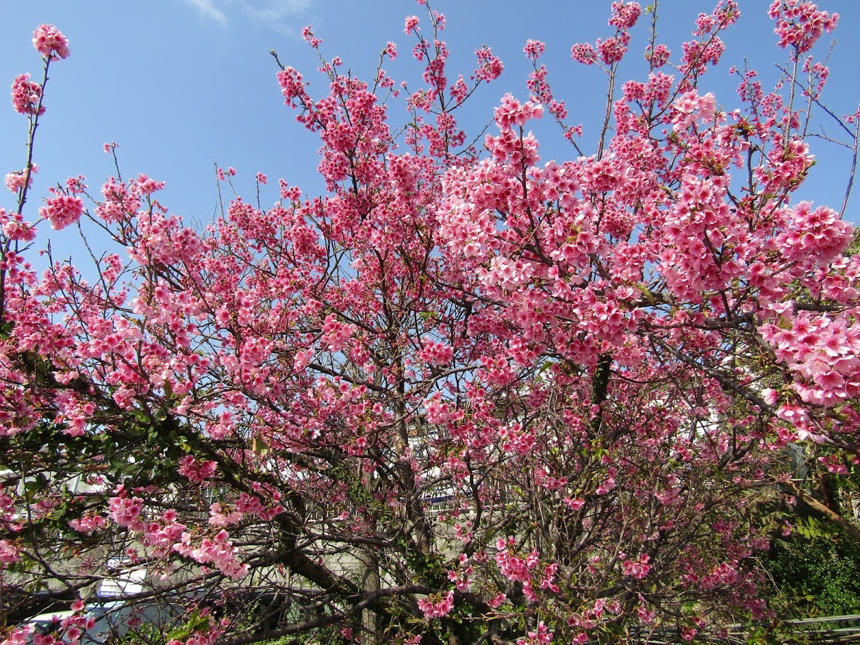 21年沖縄の 桜 ひまわり コスモス 開花状況 沖縄リピート