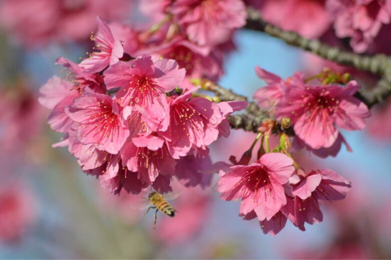 名護城の桜