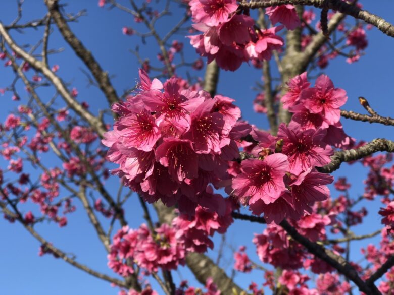 沖縄の桜は日本一早い 21年沖縄桜まつりは 開花状況は 沖縄リピート