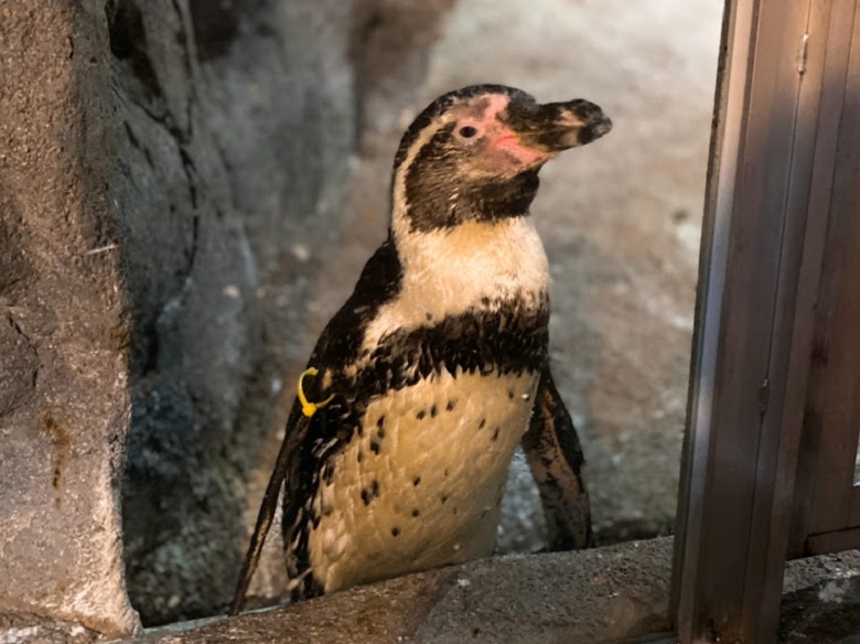 新らしい水族館DMMかりゆし水族館のペンギン