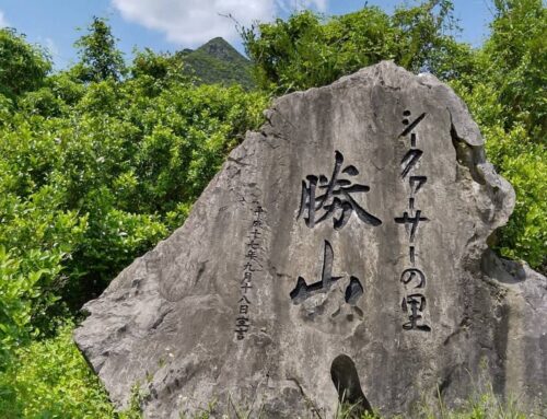 勝山シークヮーサー収穫体験と嘉津宇岳(かつうだけ）の軽登山